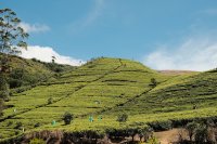 Waarom iedereen nu naar Sri Lanka gaat