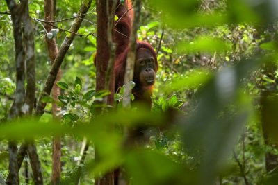 De hoogste tropische boom ter wereld staat op Borneo