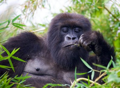 Rwanda vraagt 1500 dollar voor een uur met een gorilla
